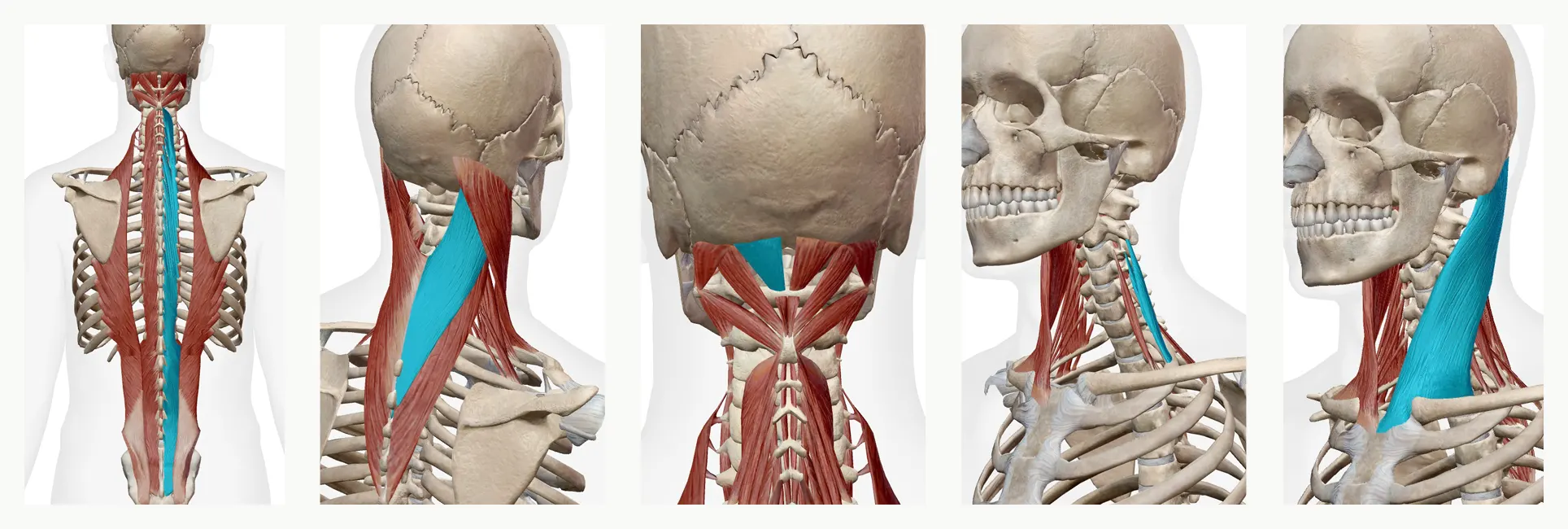 症状の軽減を望める筋肉