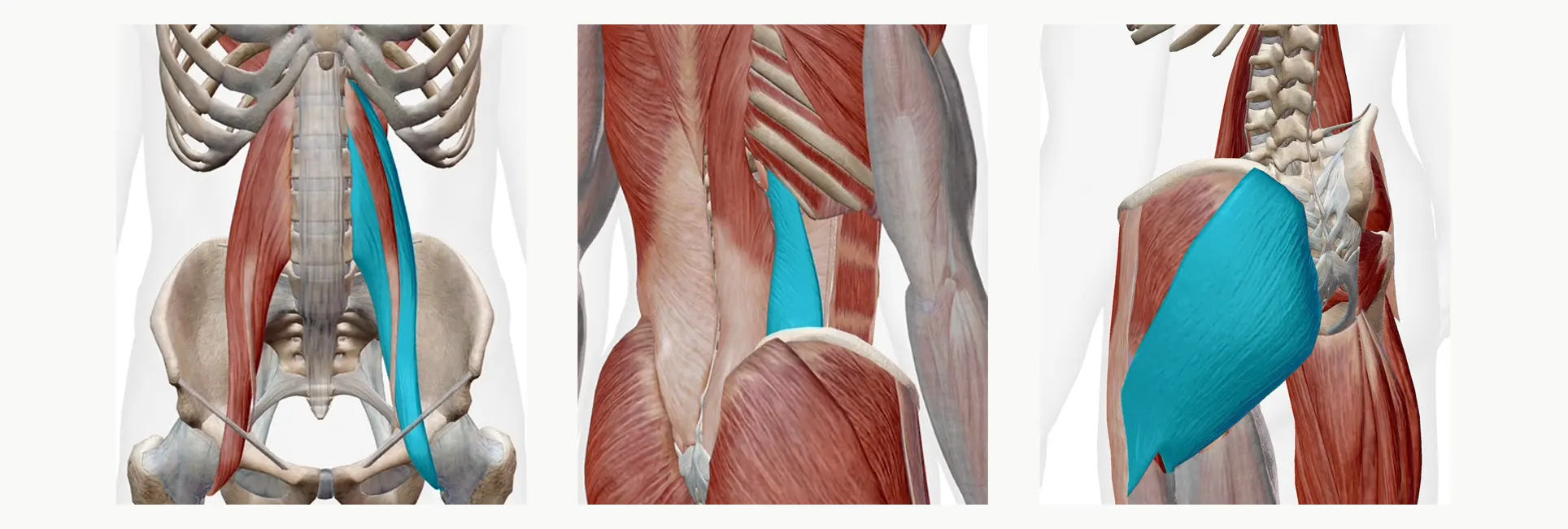 症状の軽減を望める筋肉