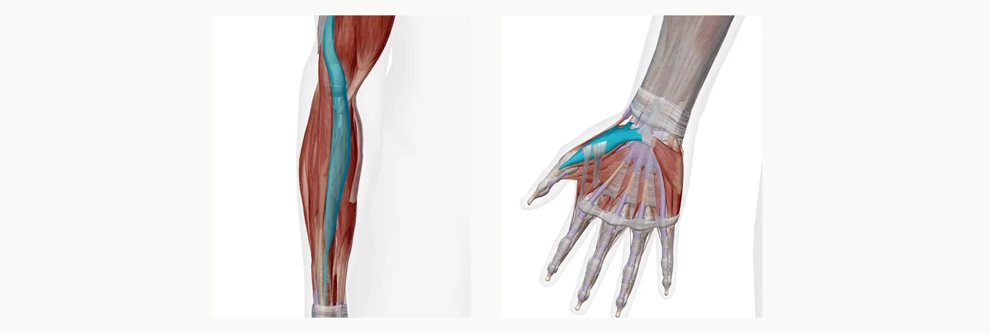 症状の軽減を望める筋肉